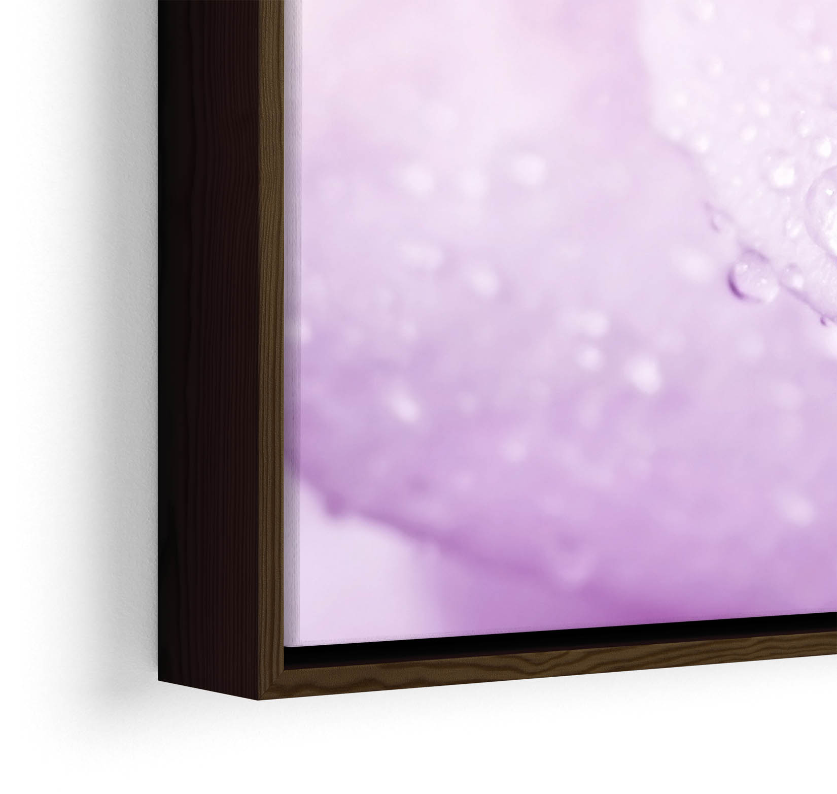 Plum Floral Flower Rose Purple CANVAS FLOATER FRAME Wall Art Square Print - Picture 10 of 13