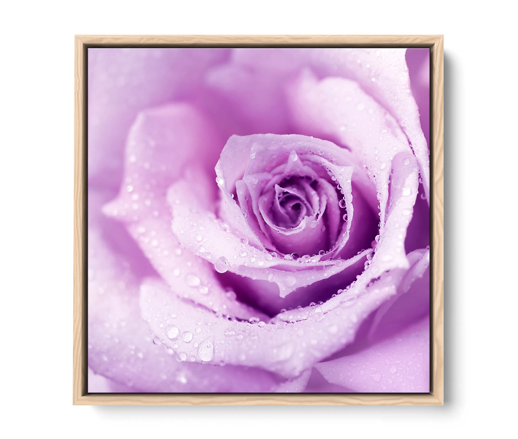 Plum Floral Flower Rose Purple CANVAS FLOATER FRAME Wall Art Square Print - Picture 12 of 13
