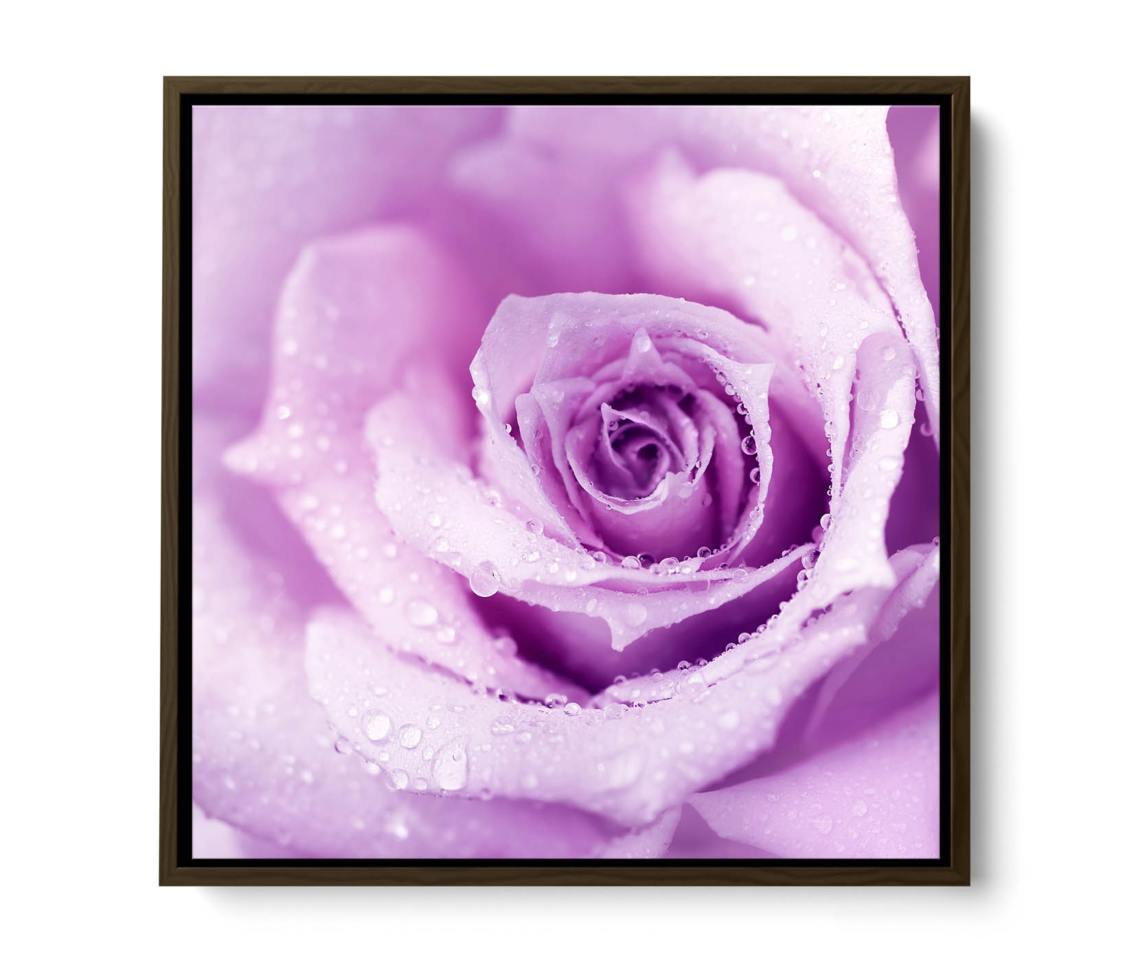 Plum Floral Flower Rose Purple CANVAS FLOATER FRAME Wall Art Square Print - Picture 9 of 13
