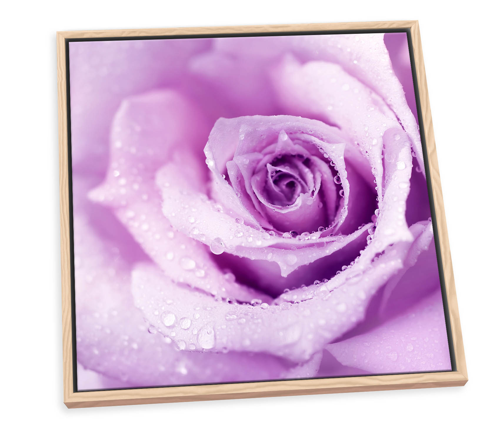 Plum Floral Flower Rose Purple CANVAS FLOATER FRAME Wall Art Square Print - Picture 11 of 13