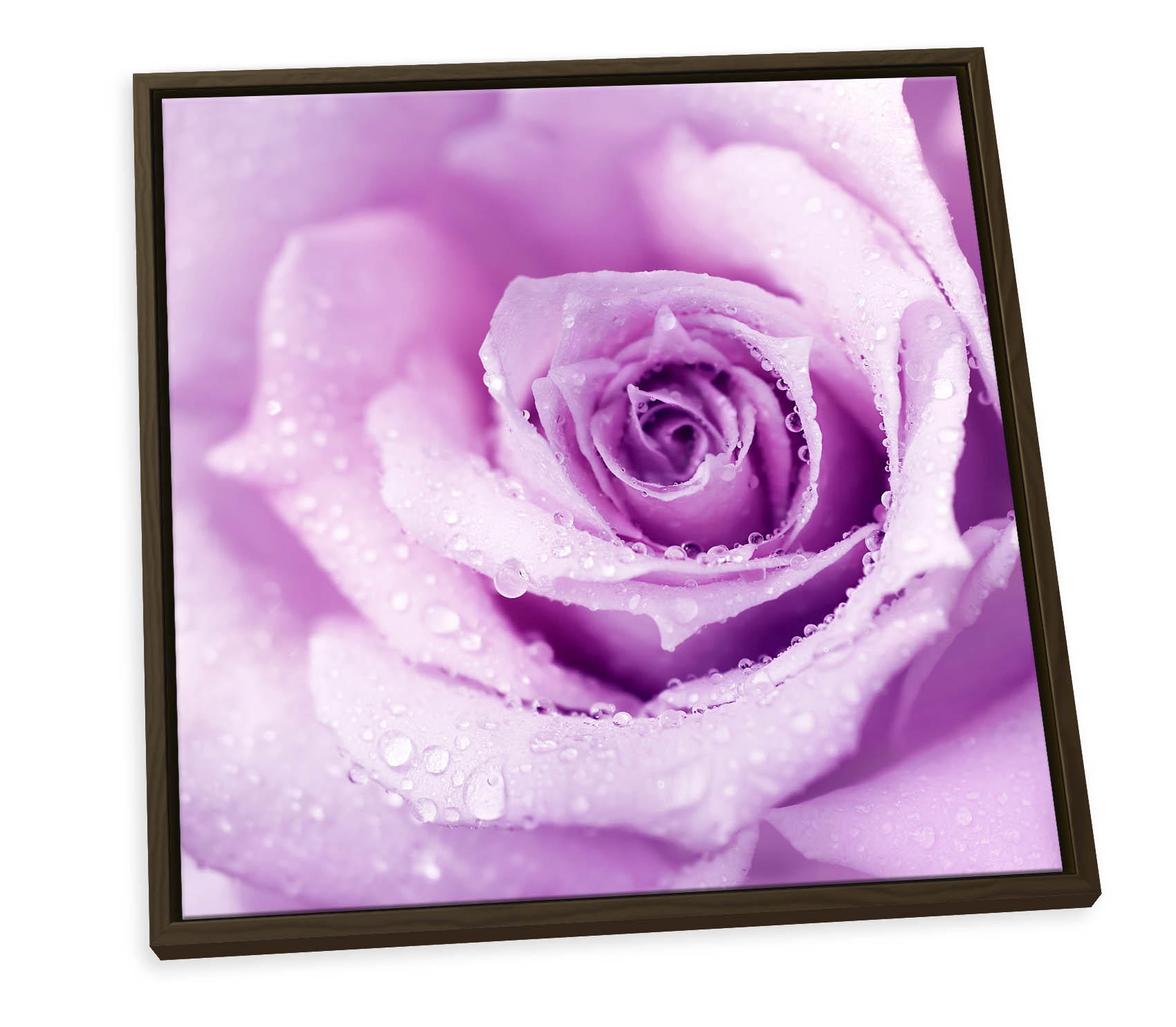 Plum Floral Flower Rose Purple CANVAS FLOATER FRAME Wall Art Square Print - Picture 8 of 13