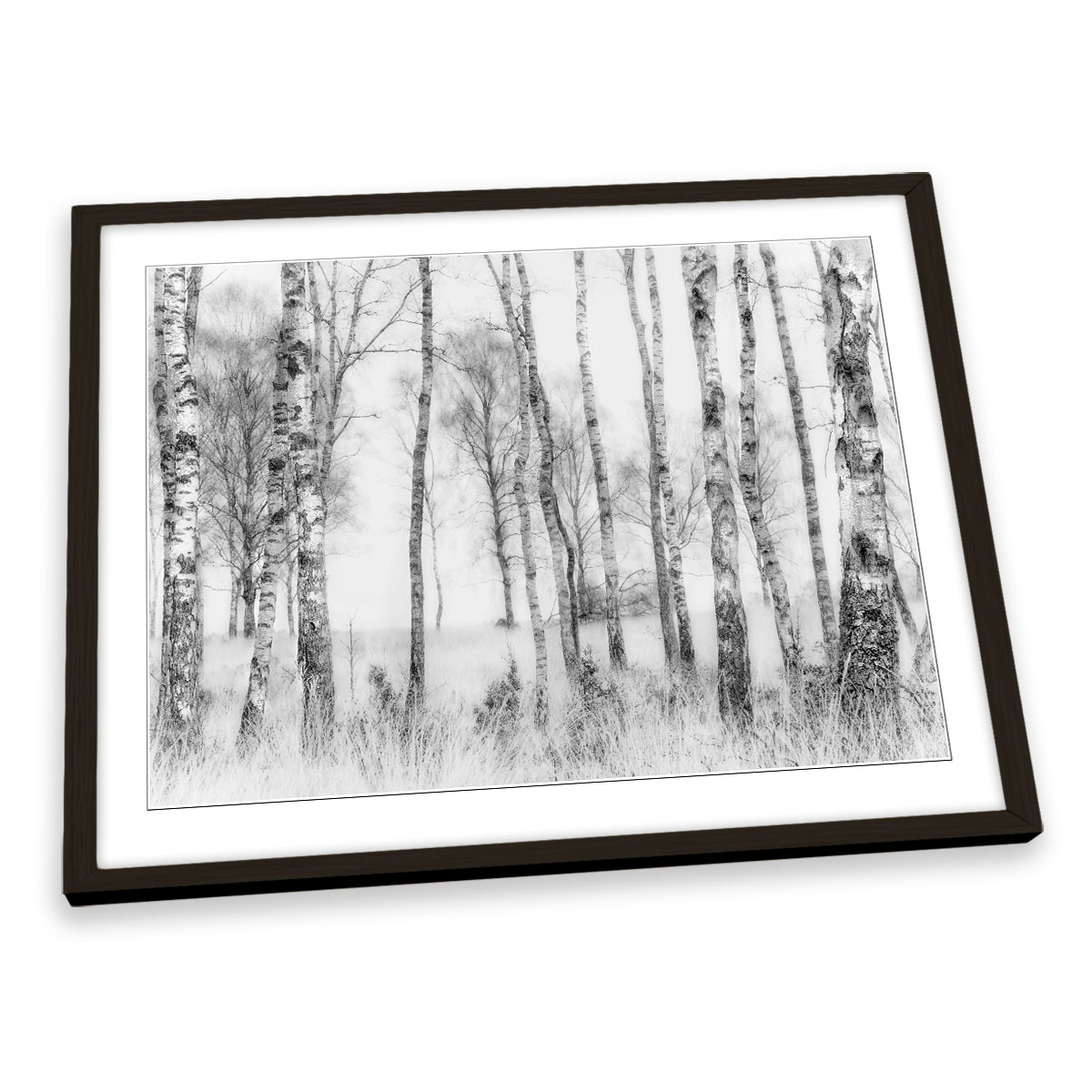 black and white birch tree art