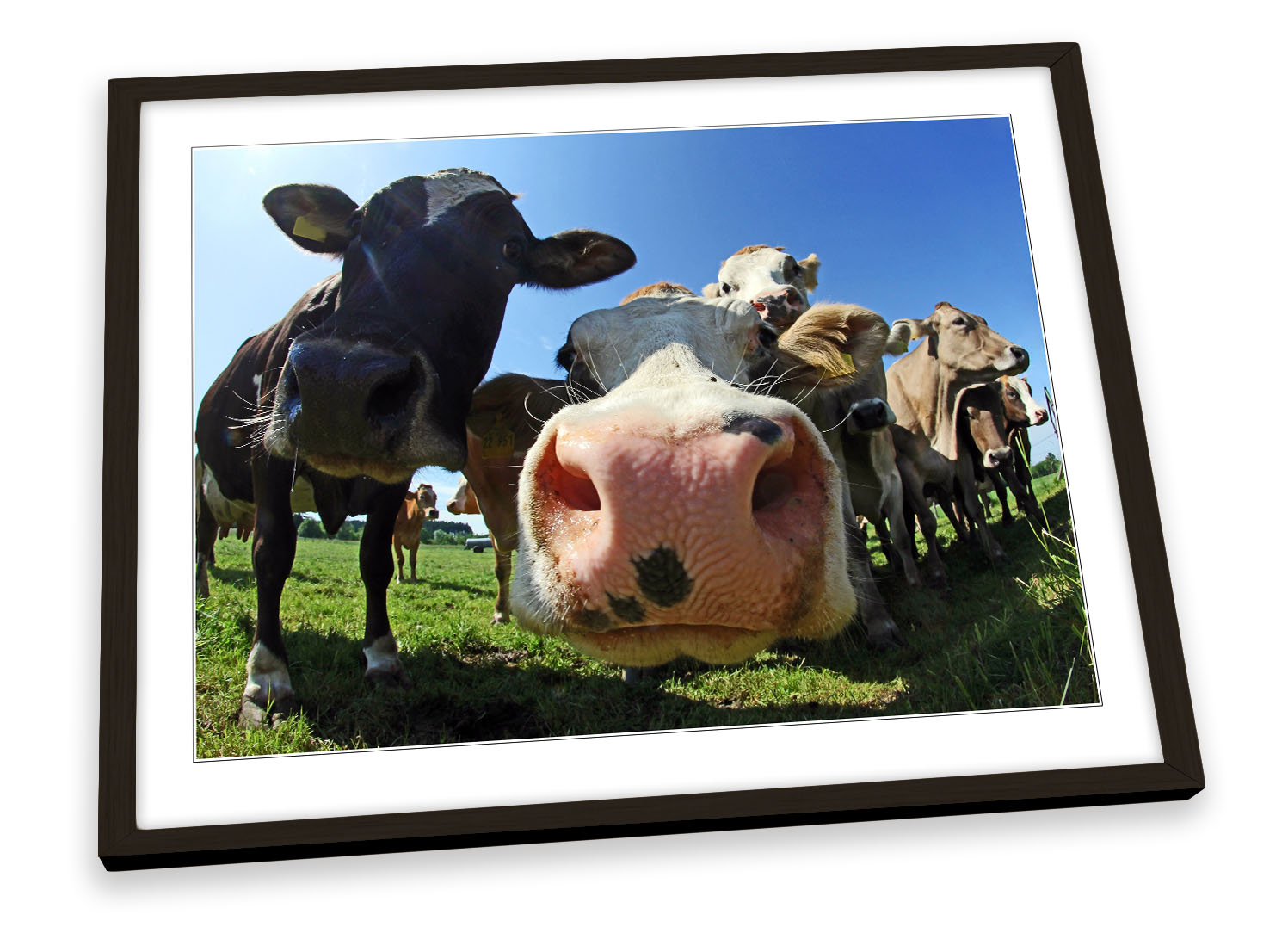 Funky Cow Face Farm FRAMED ART PRINT Picture Poster Artwork | eBay