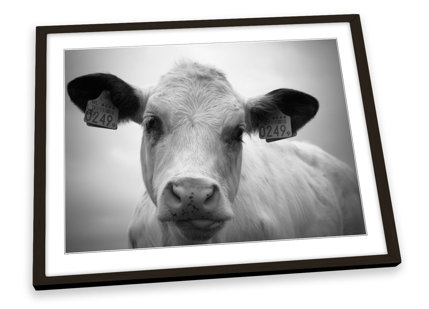 Farm Cow Face B&W FRAMED ART PRINT Picture Poster Artwork | eBay